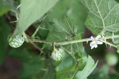 Solanum melongena var. insanum